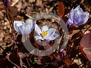 Small, delicate and charming spring-flowering asian twin leaf Jeffersonia dubia with pale violet and blue-lavender flowers in