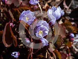 Small, delicate and charming spring-flowering asian twin leaf Jeffersonia dubia with pale violet and blue-lavender flowers in