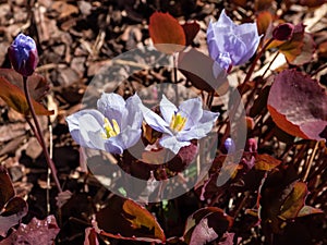 Small, delicate and charming spring-flowering asian twin leaf Jeffersonia dubia with pale violet and blue-lavender flowers in