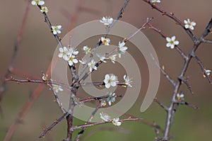 Small delicate flowers in springtime