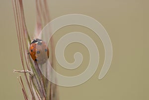 Small delicate ladybug in closeup sitting on a rye ears on a neutral background