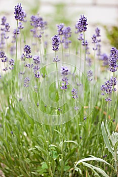 Small delicate peduncles of lavender