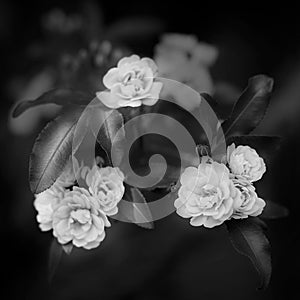Small delicate roses flowers in black and white color, Rosa banksiae or Lady Banks rose flower, blurred background macro close up