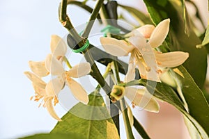 Small delicate white flowers of citrus plants Meyer lemon, C. meyeri with light green young leaves, close-up with selective focus