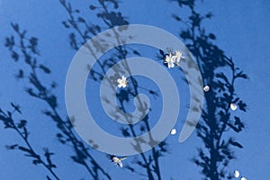 Small delicate white flowers fallen from flowering spring branches on a bright blue background with beautiful sunny shadows.