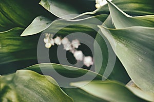 Small delicate white lily of the valley among dark green leaves in the spring garden