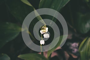 Small delicate white lily of the valley among dark green leaves in the spring garden