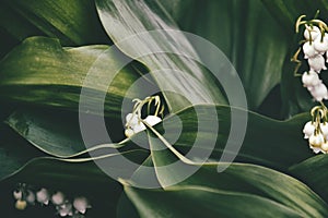 Small delicate white lily of the valley among dark green leaves in the spring garden