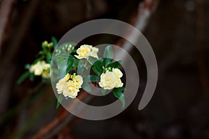 Small delicate yellow roses flowers, Rosa banksiae or Lady Banks` rose flower blooming in garden