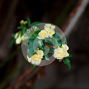 Small delicate yellow roses flowers, Rosa banksiae or Lady Banks` rose flower blooming in garden