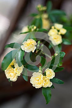 Small delicate yellow roses flowers, Rosa banksiae or Lady Banks` rose flower blooming in garden