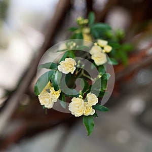 Small delicate yellow roses flowers, Rosa banksiae or Lady Banks` rose flower blooming in garden