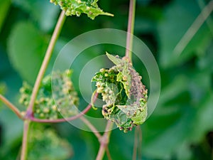 Small destructive galls on grape leaf caused by an aphid-like insect