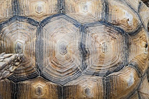 Small detailed turtle shell surface close up pattern top view