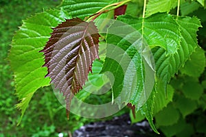 Small, developing crimson lanceolate leaf of Euptelea Polyandra tree, native to Assam, China and Jappan, with jagged edges photo