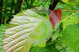 Small, developing crimson lanceolate leaf of Euptelea Polyandra tree, native to Assam, China and Jappan, with jagged edges photo