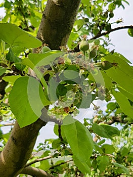 Small developing summer apples on a branch
