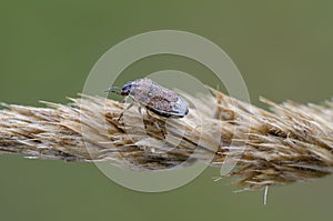 Small dewy grass shieldbug on bent