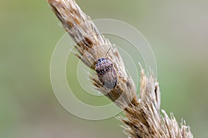 Small dewy grass shieldbug on bent