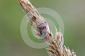 Small dewy grass shieldbug on bent