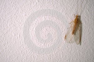 Small Dichochrysa insect on the white wall