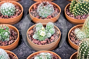 Small different types of cactus plants.