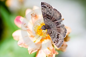 Small dingy skipper butterfly on zinnia