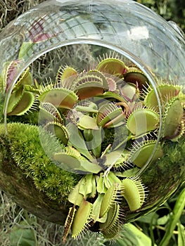 Small Dionaea muscipula in the glass