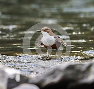 Small dipper perched on a stream rock