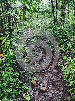 A small Dirt Gravel Road going through Forest