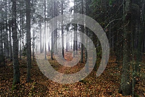 A small dirt path leading through a gloomy Estonian boreal forest.