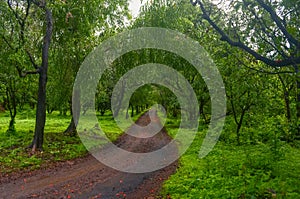 A Small Dirt Road Going Through A Green Forest Filled With Trees