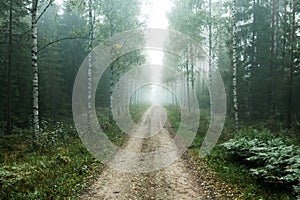 A small dirt road running through an autumnal boreal forest