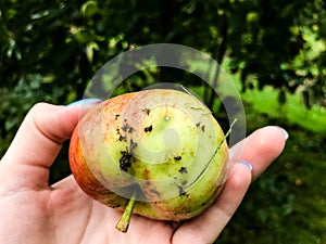 A small, dirty apple lies in the girl`s palm. on the side of the apple there is rubbish, black earth, insects, grass. raw food