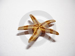 Small dissected starfish upside down