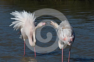 Small disturbance between flamingos photo