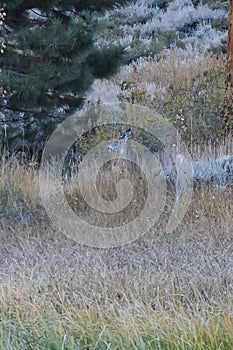 Small doe grazing between the forest and the meadow