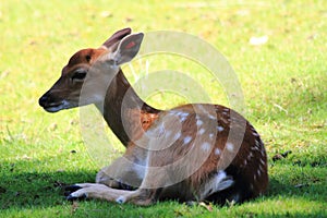 small doe is resting in the grass