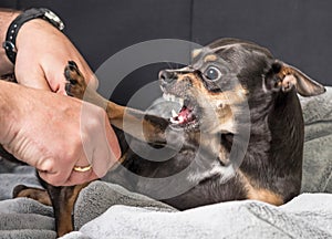 Small dog aggression photo