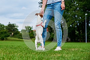 Small dog asking for treat to owner. Woman feeding dog outdoors.