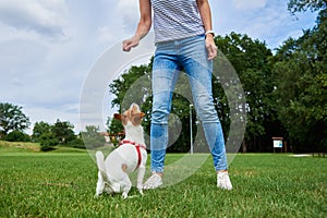 Small dog asking for treat to owner. Woman feeding dog outdoors.