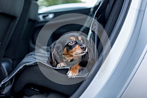 Small dog in the back seat of a car