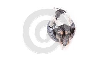 Small dog on balance pad in front of white background. Cute Jack Russell Terrier doggie, 3 years old, hair style rough is looking