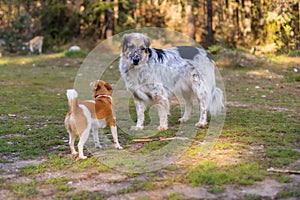 Small dog barking on big, behaviour situation