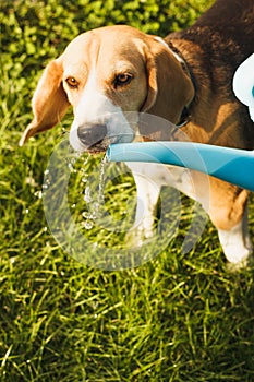 Small dog Beagle drinks water