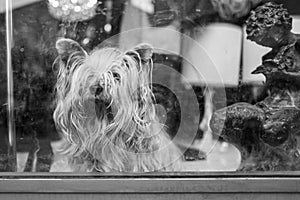A small dog behind a window in a shop