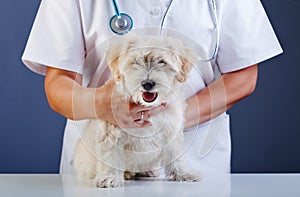 Small dog being examined at the veterinary doctor photo