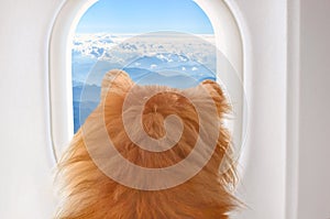 Small dog on board of airplain looking out the window at the clouds while traveling, selective focus