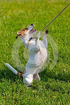 A small dog breed parson-russell terrier on a leash stands on its hind legs. Dog in the park during a walk