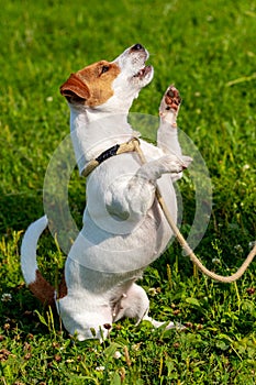 A small dog breed parson-russell terrier on a leash stands on its hind legs. Dog in the park during a walk